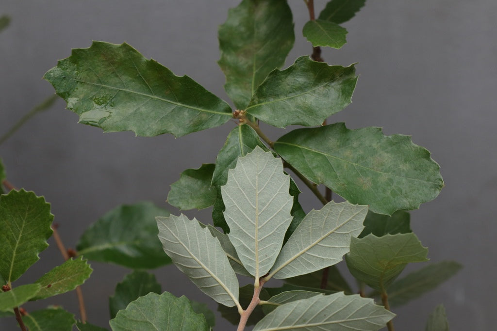 Quercus lusitanica (Portuguese Oak)