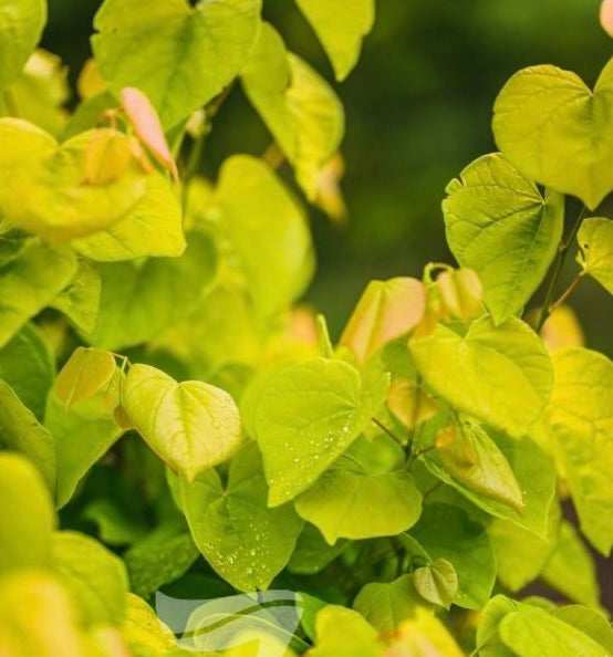 Cercis canadensis ‘Aurelian’ (Golden Leafed Eastern Redbud)