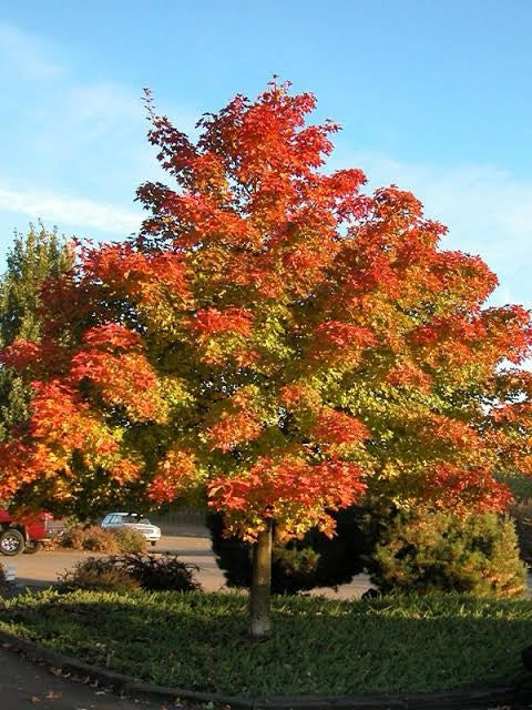 Acer Truncatum × Platanoides (Norwegian Maple Hybrid)