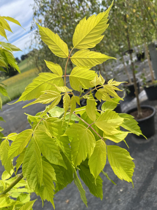 Acer Negundo ‘Kelly’s Gold’ (Kelly’s Gold Box Elder)