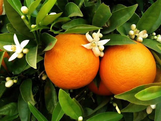 Citrus sinensis 'Washington Navel' (Washington Navel Orange)