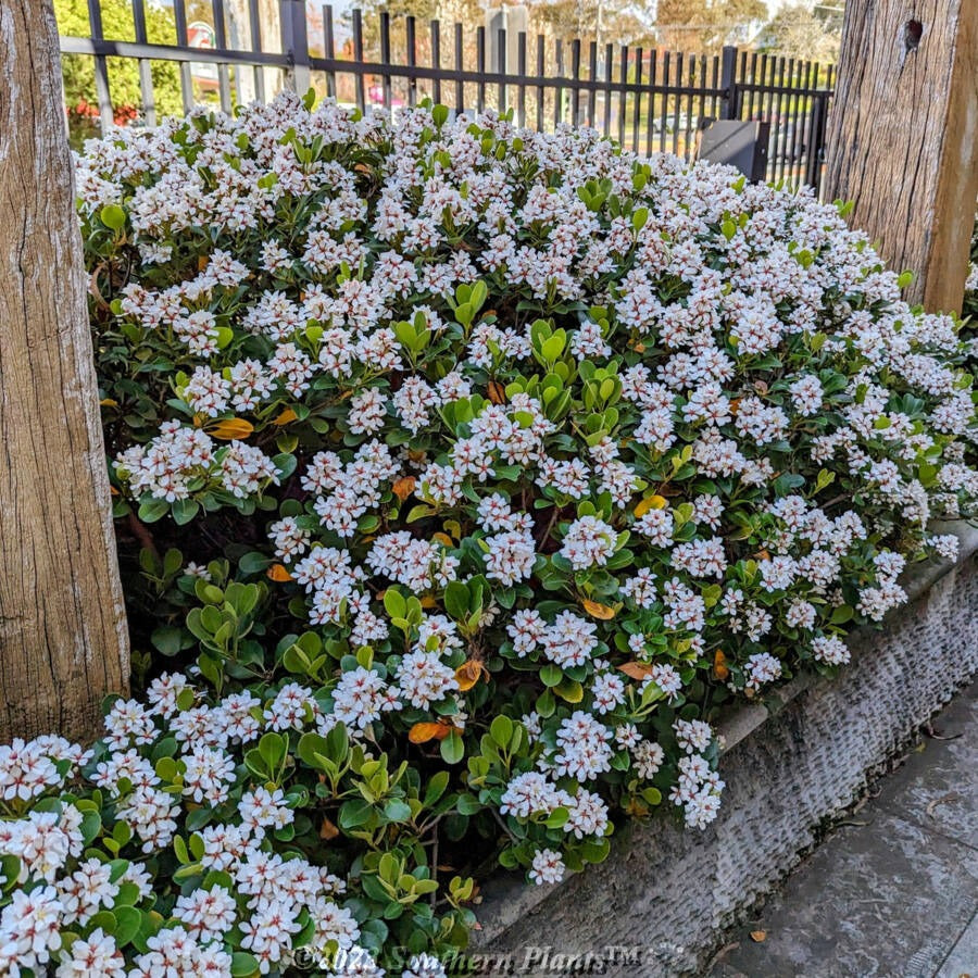 Rhaphiolepis indica ‘Maximus’ (Indian Hawthorn)