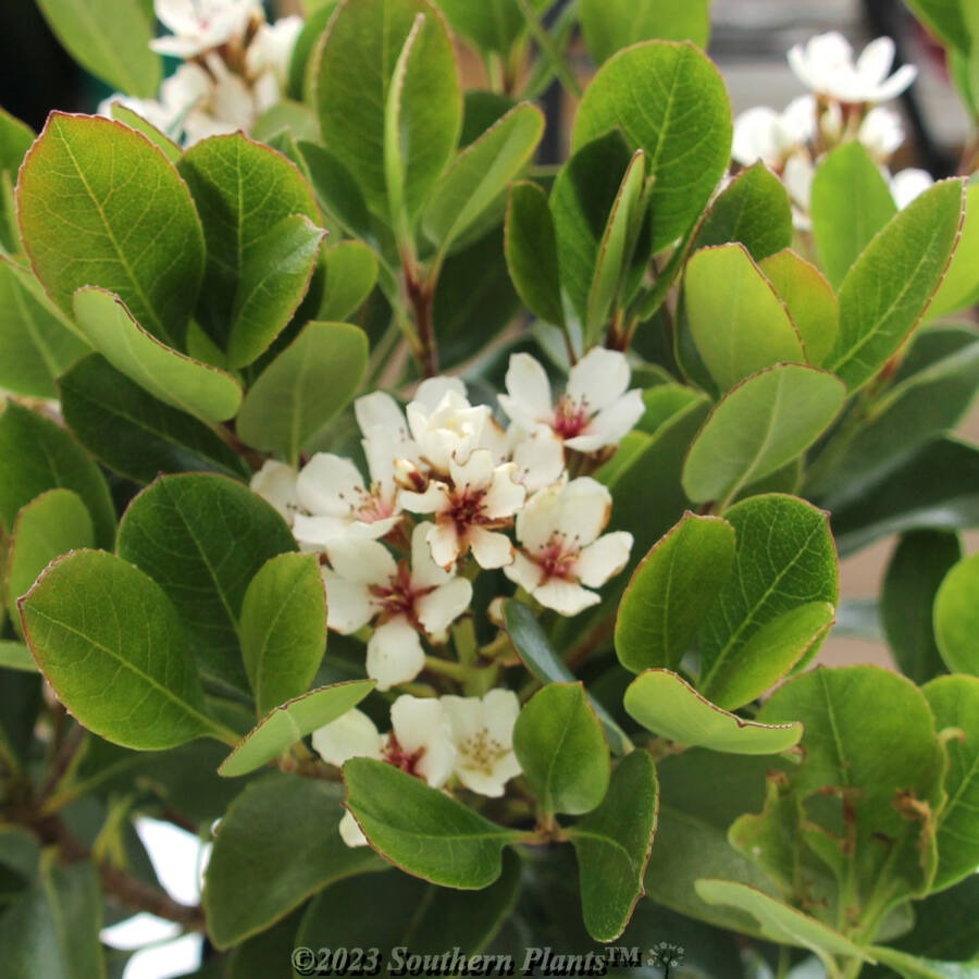 Rhaphiolepis indica ‘Maximus’ (Indian Hawthorn)