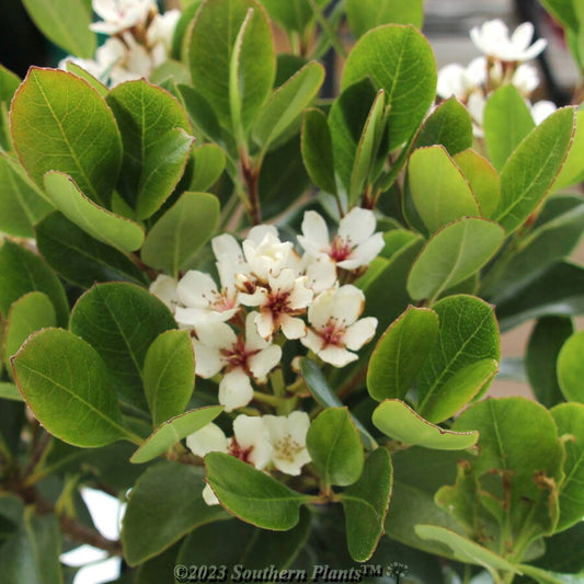 Rhaphiolepis indica ‘Maximus’ (Indian Hawthorn)