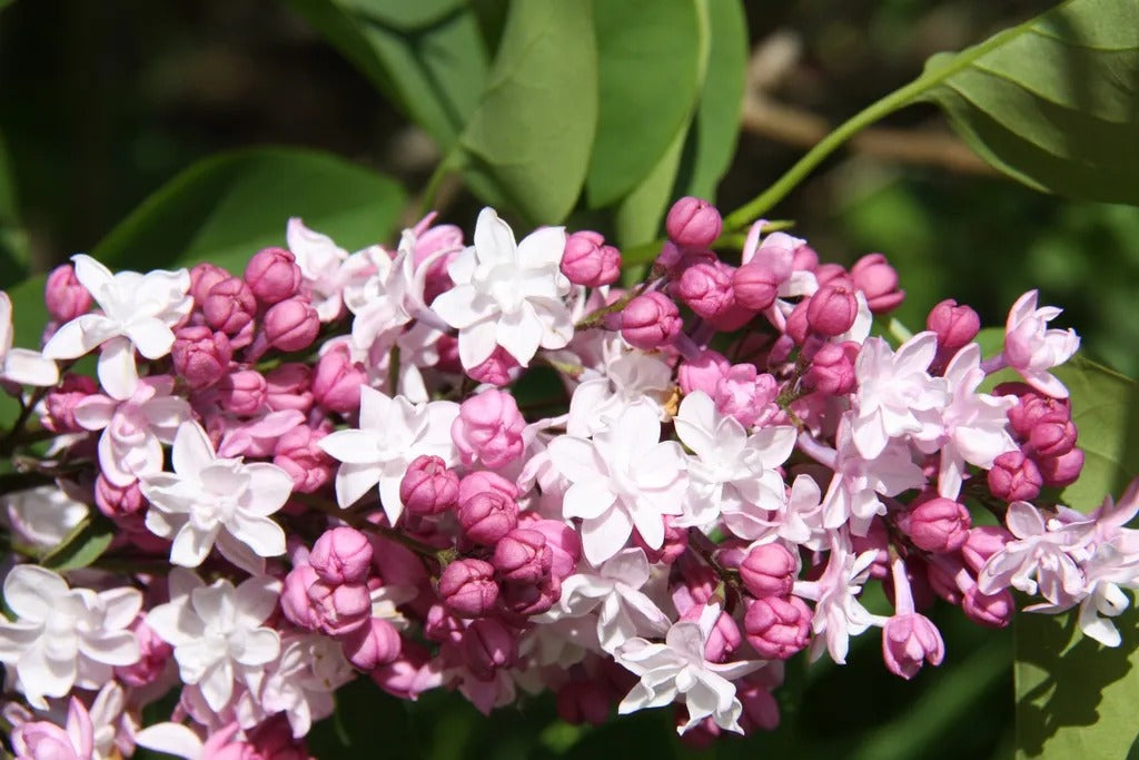 Syringa vulgaris ‘Sweetheart’ (Lilac)