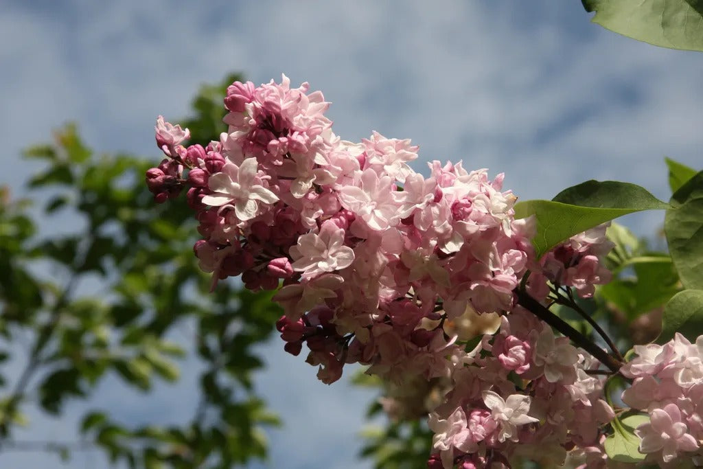 Syringa vulgaris ‘Sweetheart’ (Lilac)
