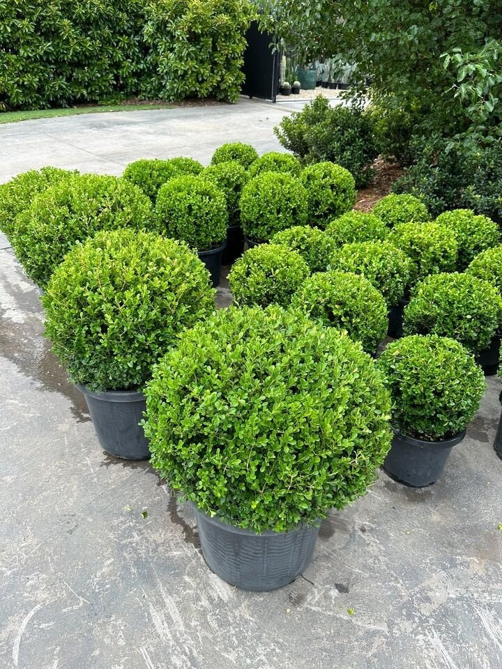 Buxus microphylla japonica (Japanese Box Topiary Balls)