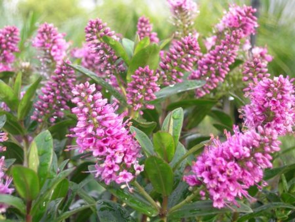 Hebe hybrid (Hebe Sunset Boulevard)