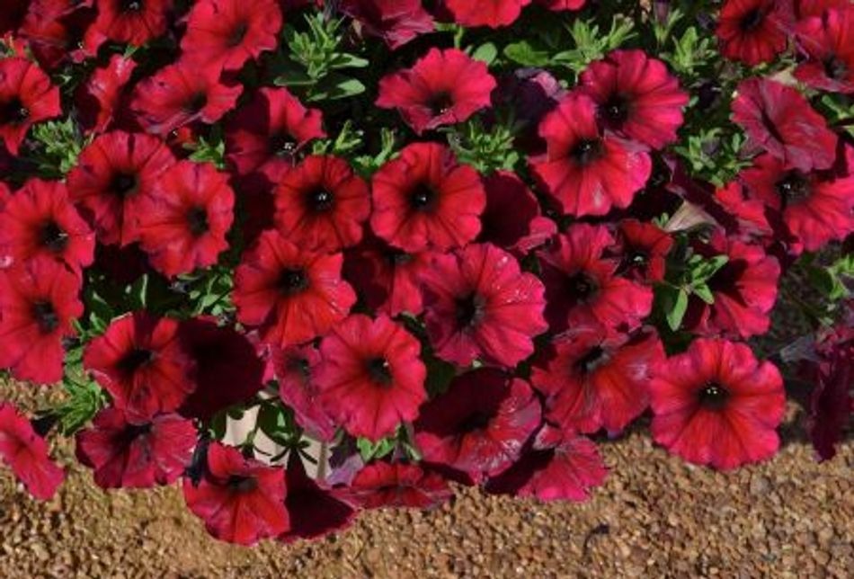 Calibrachoa hybrid (SuperCal Premium Bordeaux)