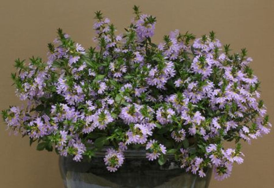 Scaevola aemula (Bondi Blue)