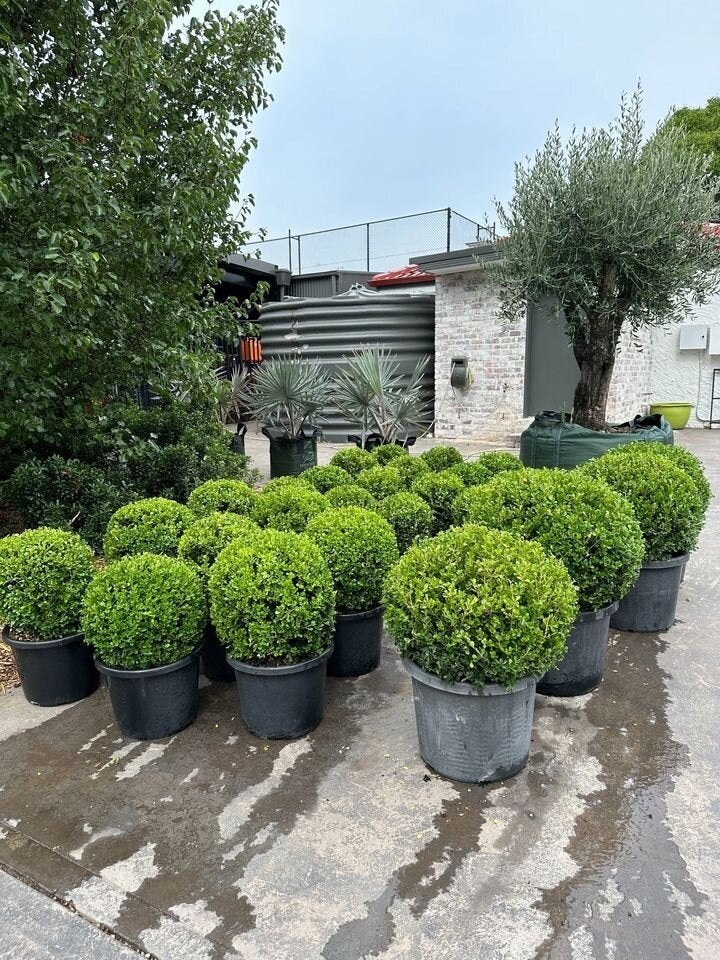 Buxus microphylla japonica (Japanese Box Topiary Balls)