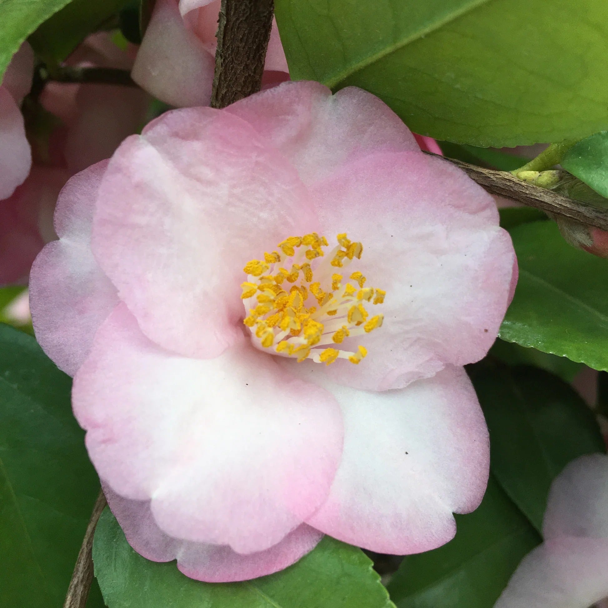 Camellia japonica ‘Our Melissa’