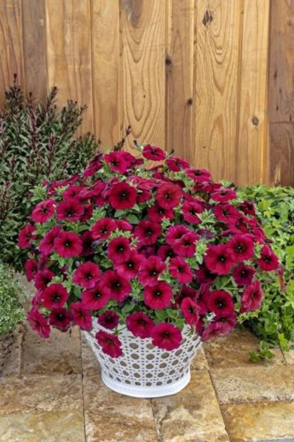 Calibrachoa hybrid (SuperCal Premium Bordeaux)