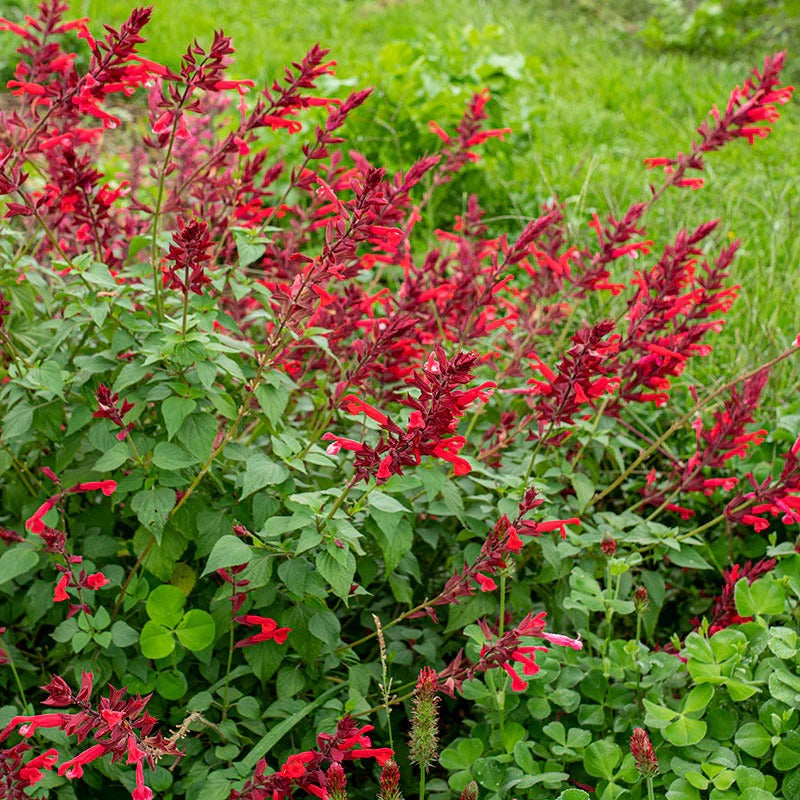 Salvia splendens x darcyi (Salvia ‘Roman Red’)