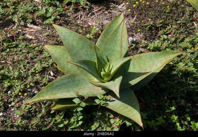 Aloe ‘Escapade’ (Escapade Aloe)
