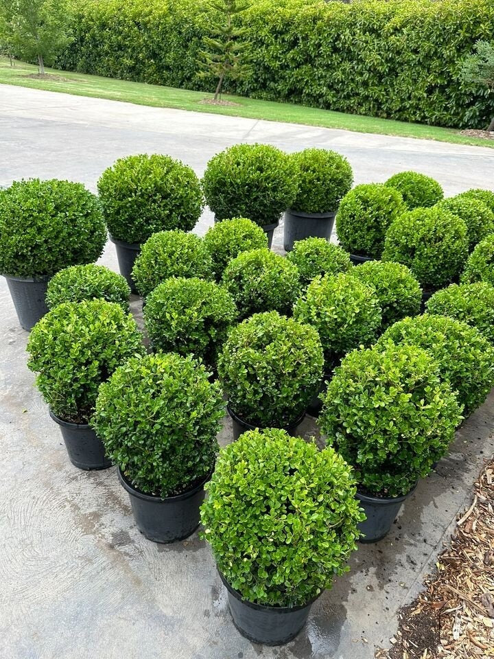 Buxus microphylla japonica (Japanese Box Topiary Balls)
