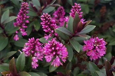 Hebe cultivar (Hebe ‘Pretty n Pink’)