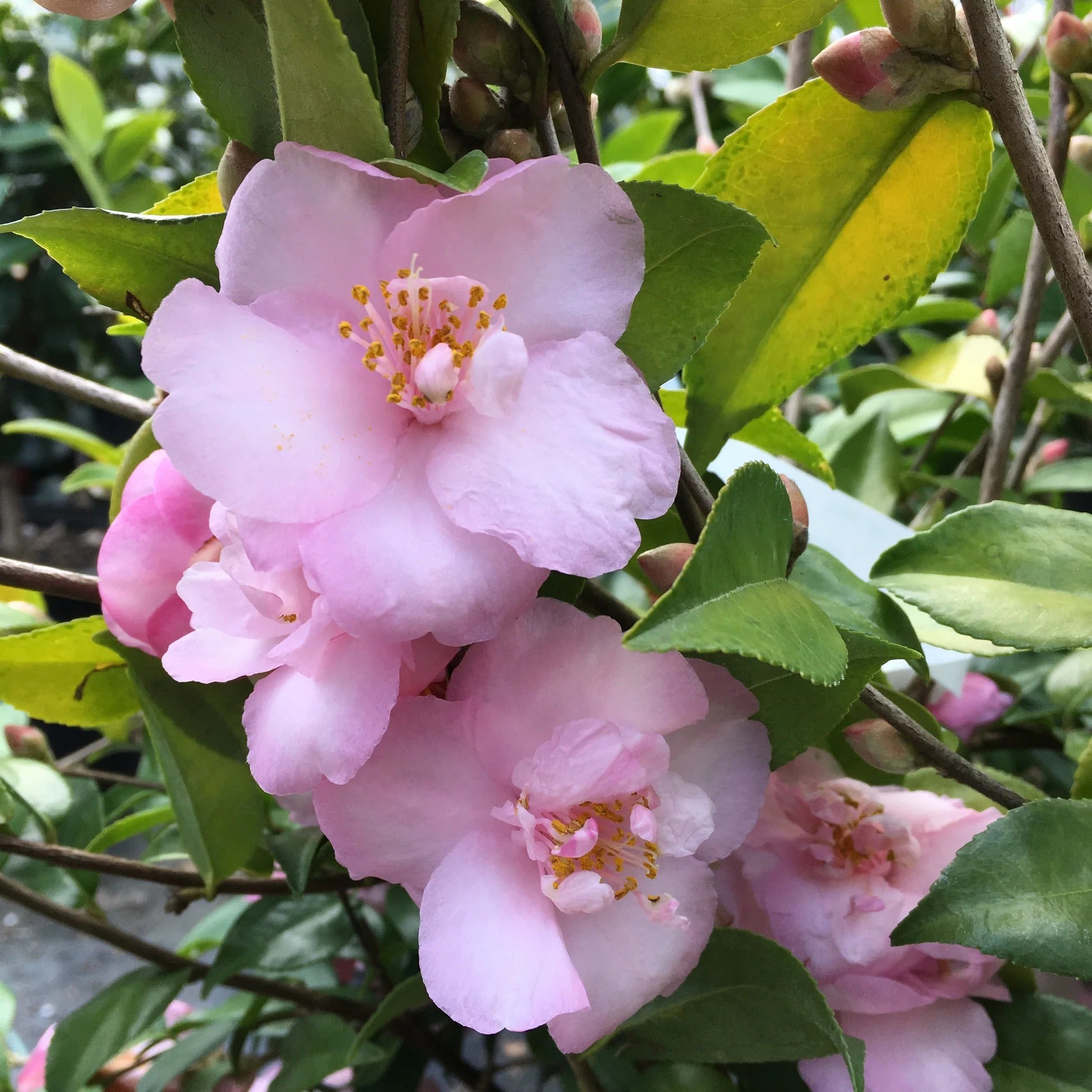 Camellia japonica ‘Our Melissa’