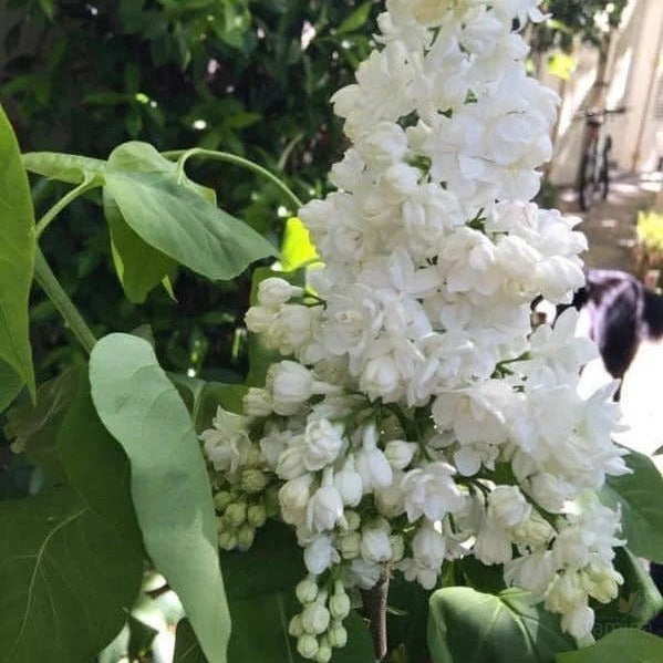 Syringa vulgaris ‘Cora Brandt’ (Lilac)