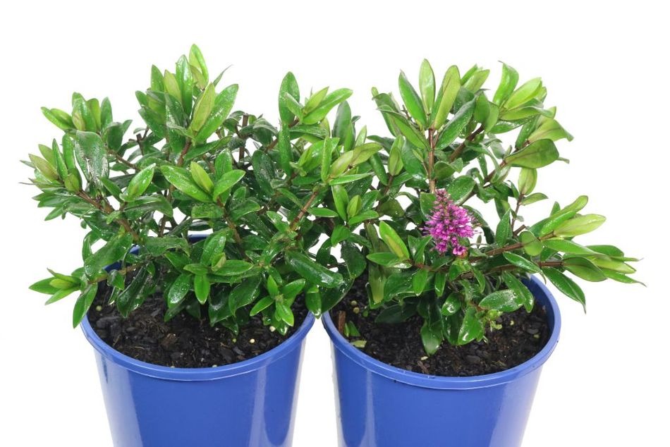 Hebe hybrid (Hebe Sunset Boulevard)