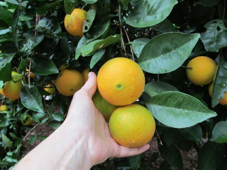 Citrus sinensis ‘Cara Cara’ (Cara Cara Orange Grafted)