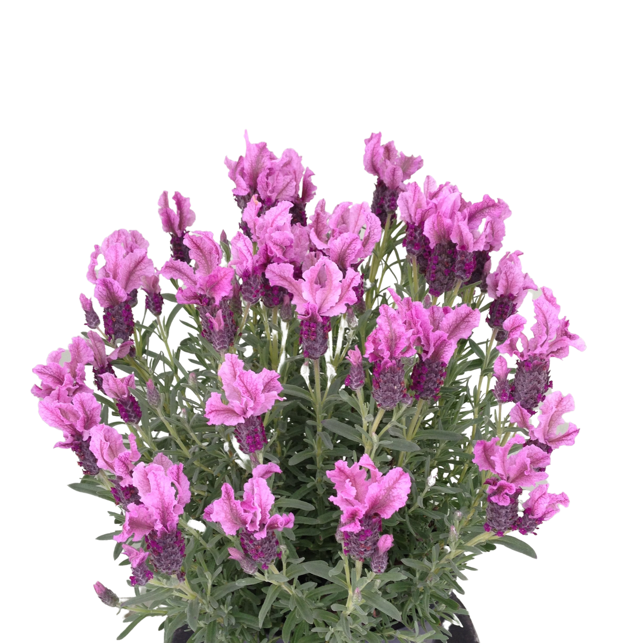 Lavandula Loveheart (Lavender - Loveheart)