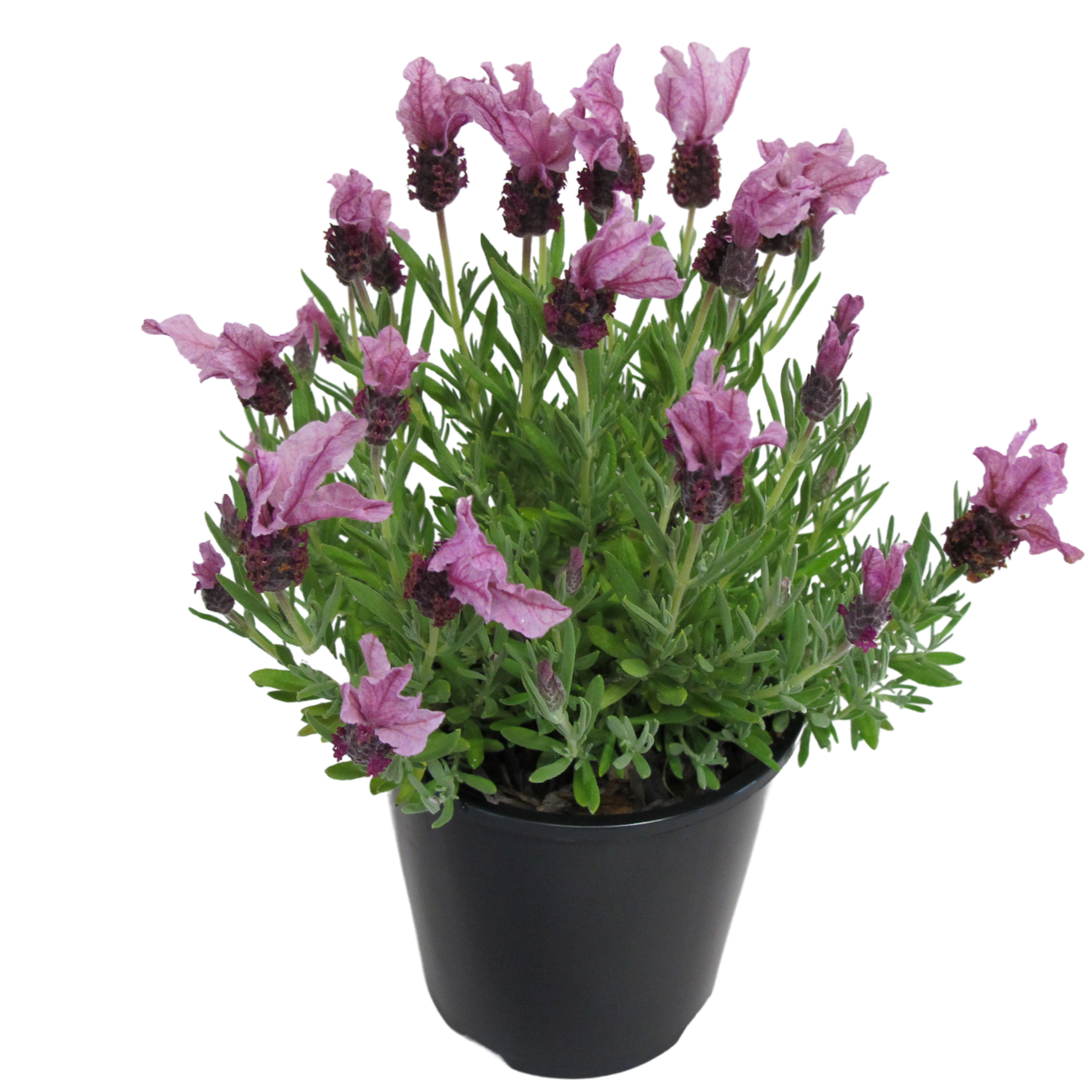 Lavandula Loveheart (Lavender - Loveheart)