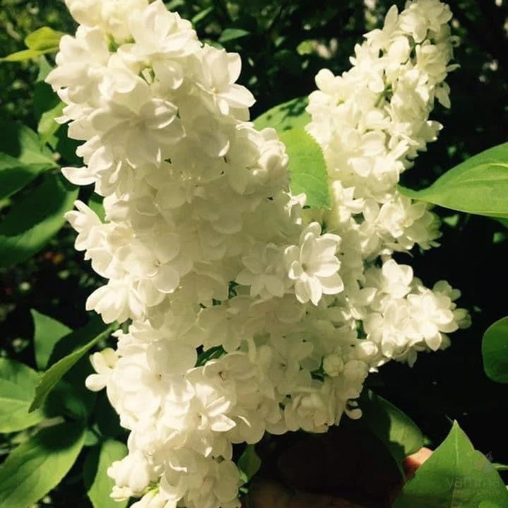 Syringa vulgaris ‘Cora Brandt’ (Lilac)