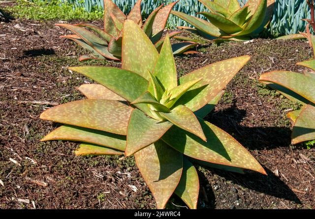 Aloe ‘Escapade’ (Escapade Aloe)