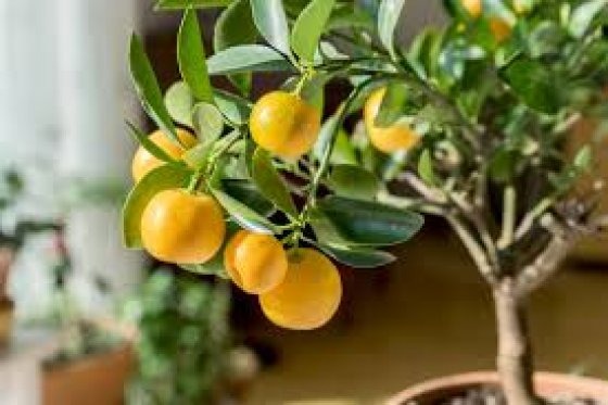 Citrus limon x reticulata (Lemonade Lemon)