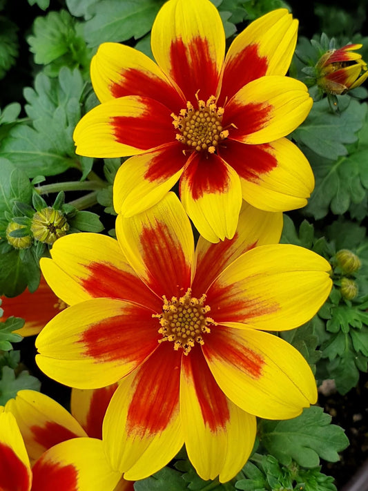 Bidens ferulifolia (Bidy Boom Red Eye)