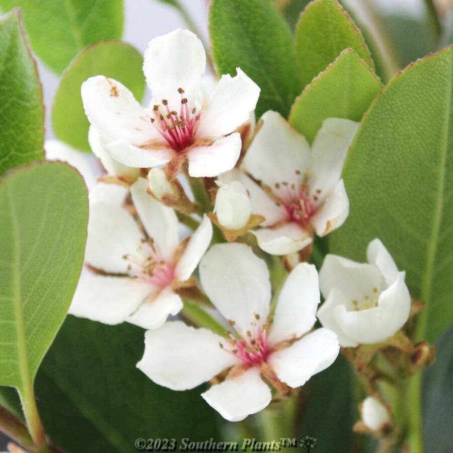 Rhaphiolepis indica ‘Maximus’ (Indian Hawthorn)