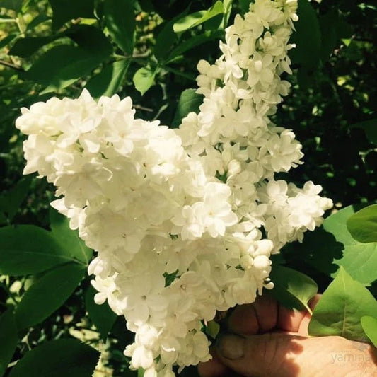 Syringa vulgaris ‘Cora Brandt’ (Lilac)