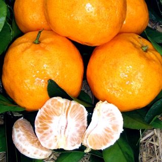 Citrus reticulata (Engalls Seedless Mandarin)