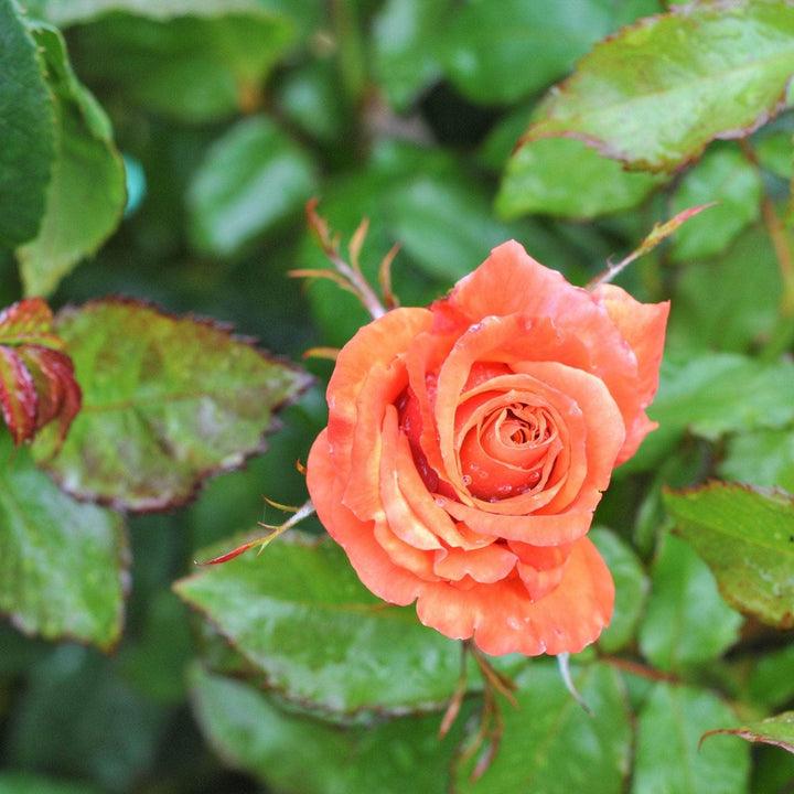 Rosa ‘Remember Me’ (Remember Me Hybrid Tea Rose)