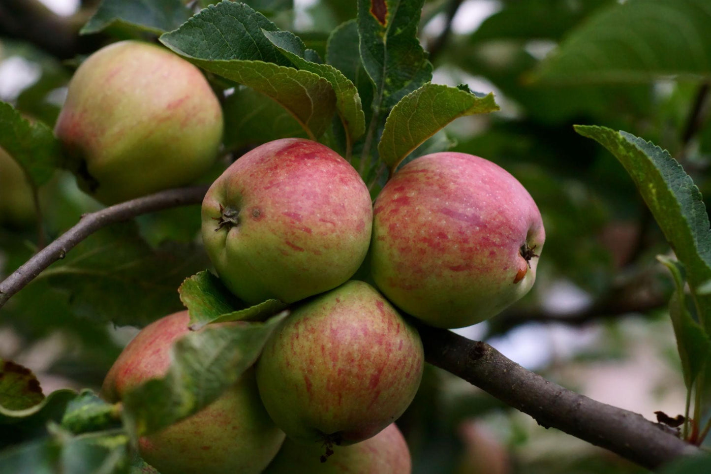 Malus Domestica (Assorted Apple)