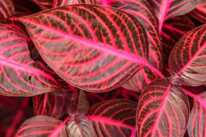 Iresine herbstii (Bloodleaf / Beefsteak Plant)