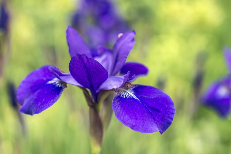 Iris versicolor (Blue Flag Iris)