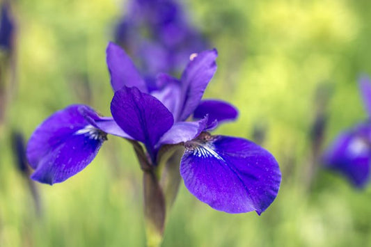 Iris Versicolor (Blue Flag Iris)