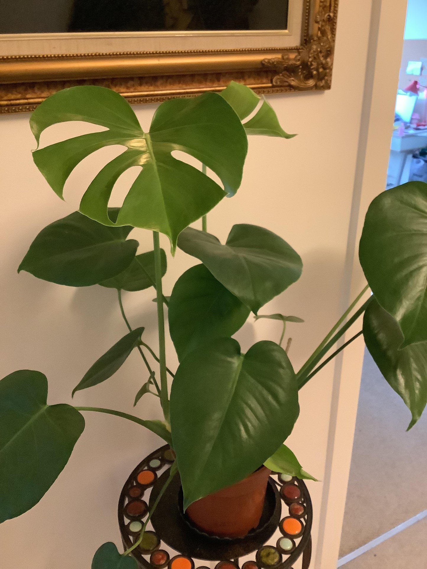 Monstera deliciosa ‘Tauerii’ (Swiss Cheese Plant)