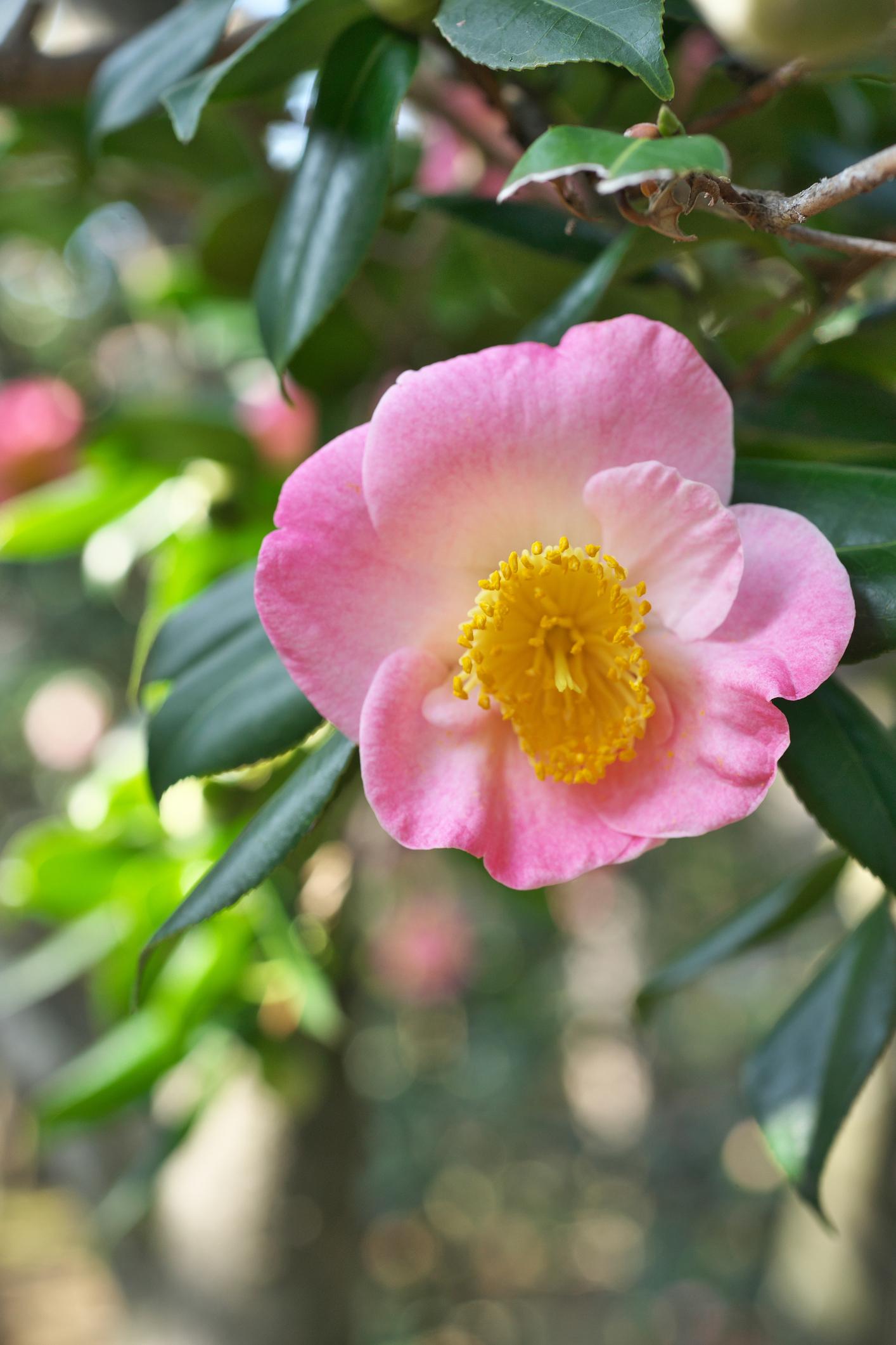 Camellia Japonica Pink Gold (Japanese Camellia)