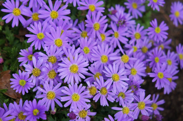 Brachyscome angustifolia 'Brasco Violet' (Brasco Violet Swan River Daisy)
