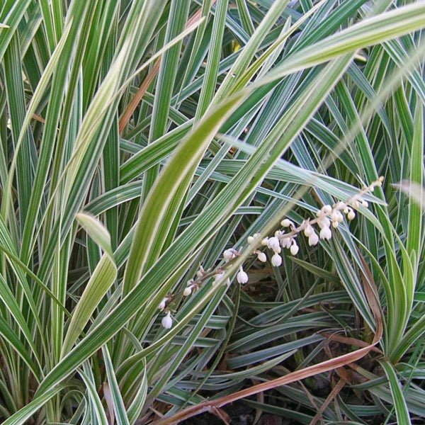 Ophiopogon intermedius ‘Alba Variegata’ (Stripey White)