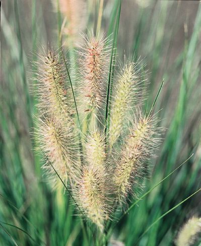 Pennisetum alopecuroides (PA300) NAFRAY®
