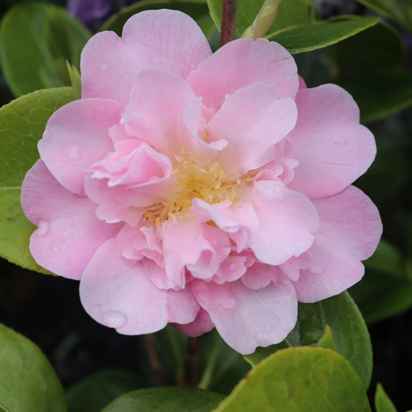 Camellia Floribunda (It’s Gorgeous Camellia)