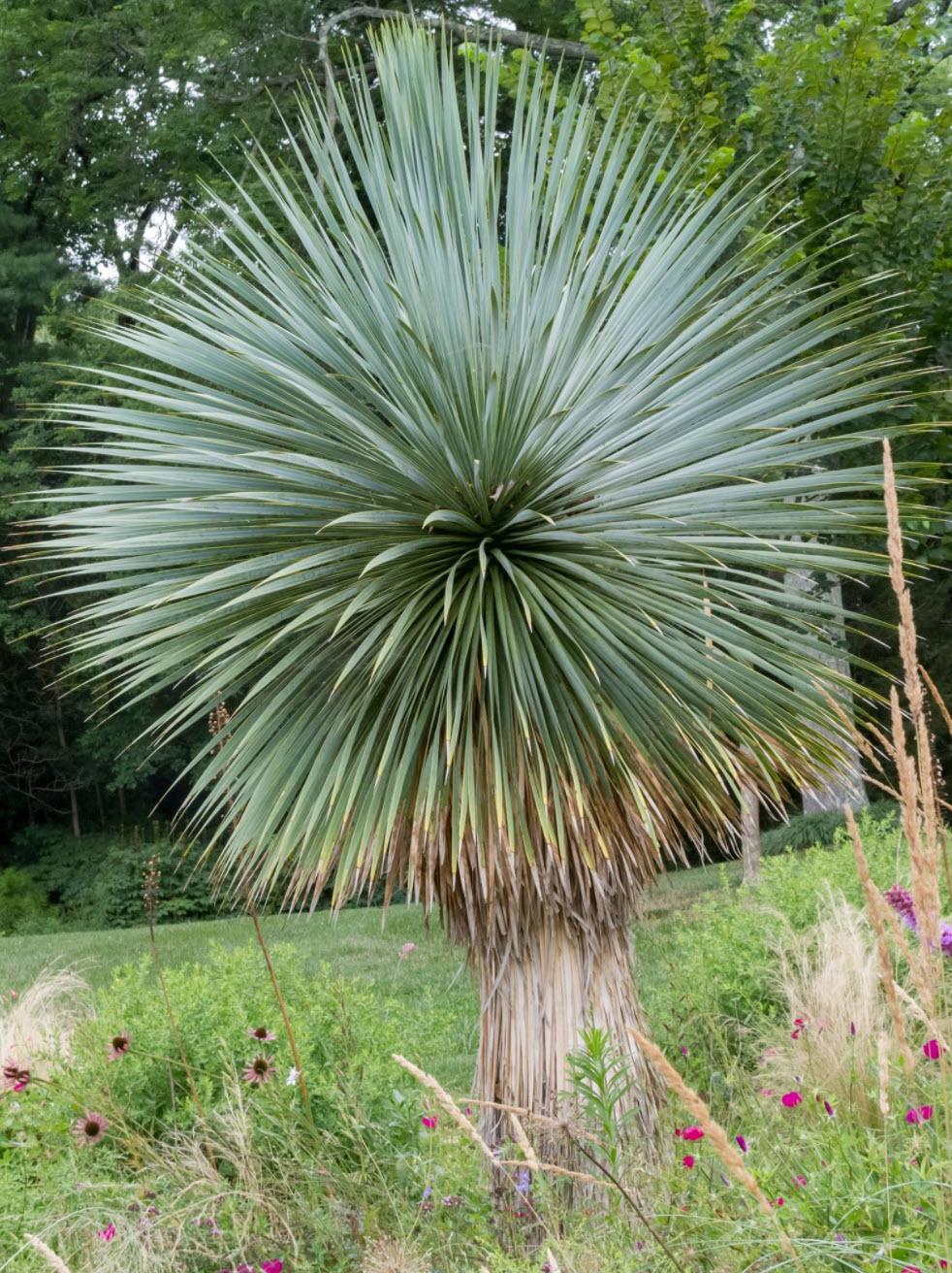 Yucca Rostrata ‘Sapphire Skies’ (Sapphire Skies Beaked Yucca)