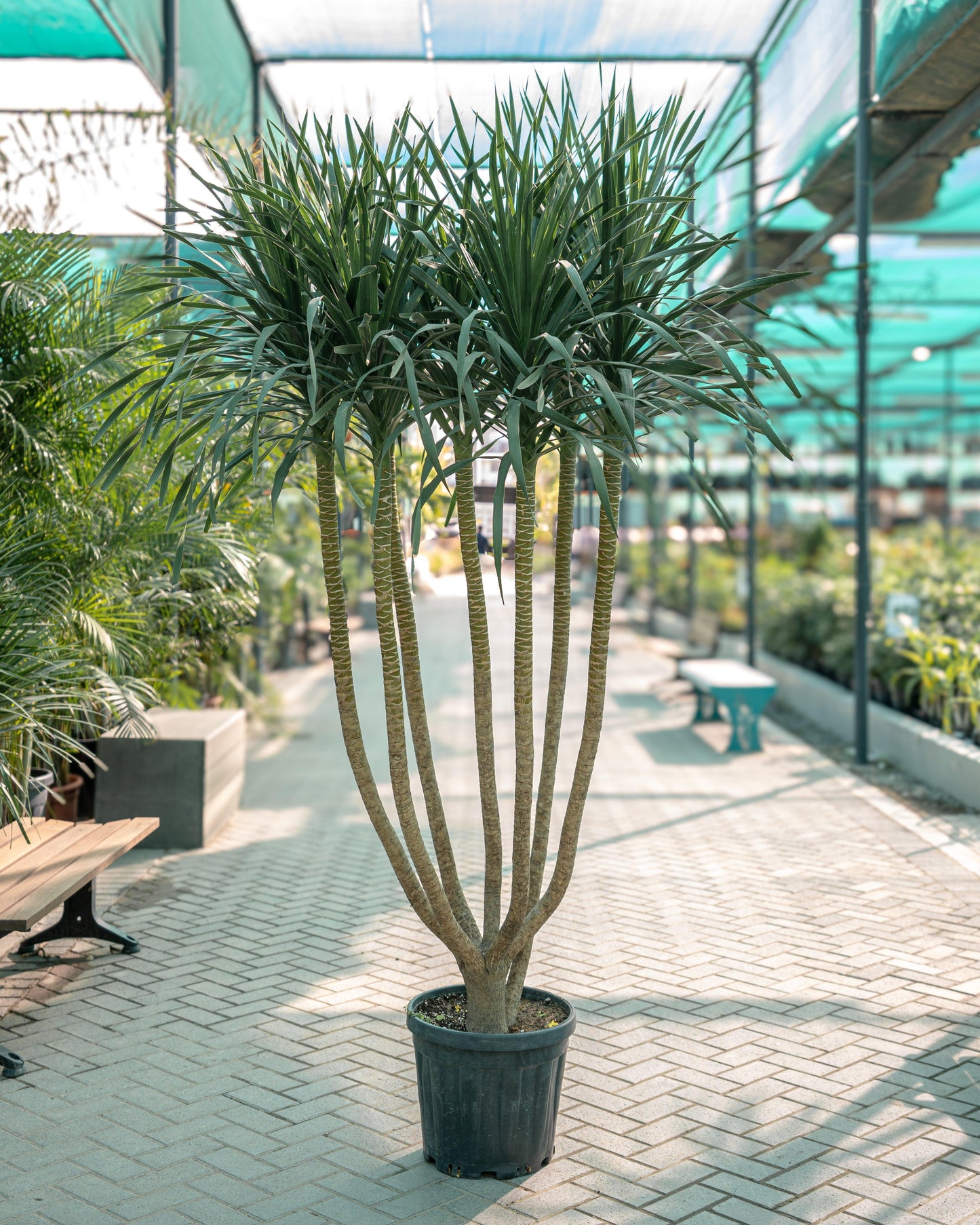 Dracaena Draco (Multi-Head Dragon Tree)