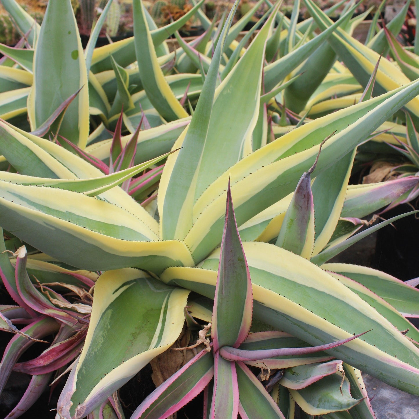 Agave Guiengola ‘Creme Brulee’ (Creme Brulee Agave)