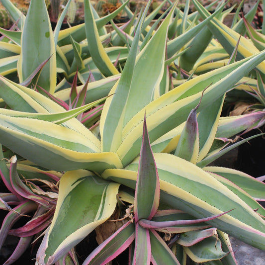 Agave Guiengola ‘Creme Brulee’ (Creme Brulee Agave)