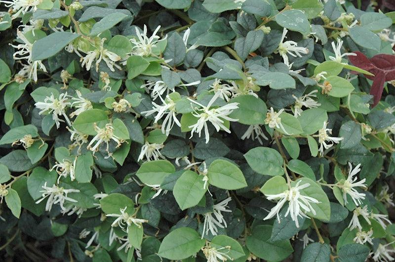 Loropetalum Chinense (Bobz White)